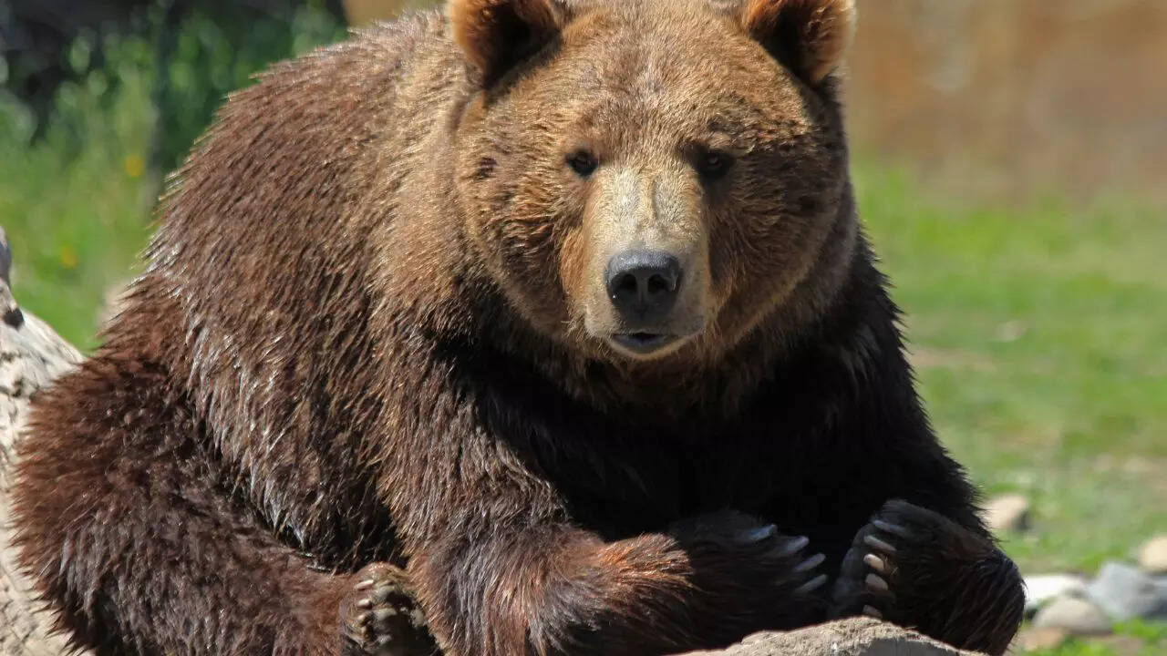 Bears