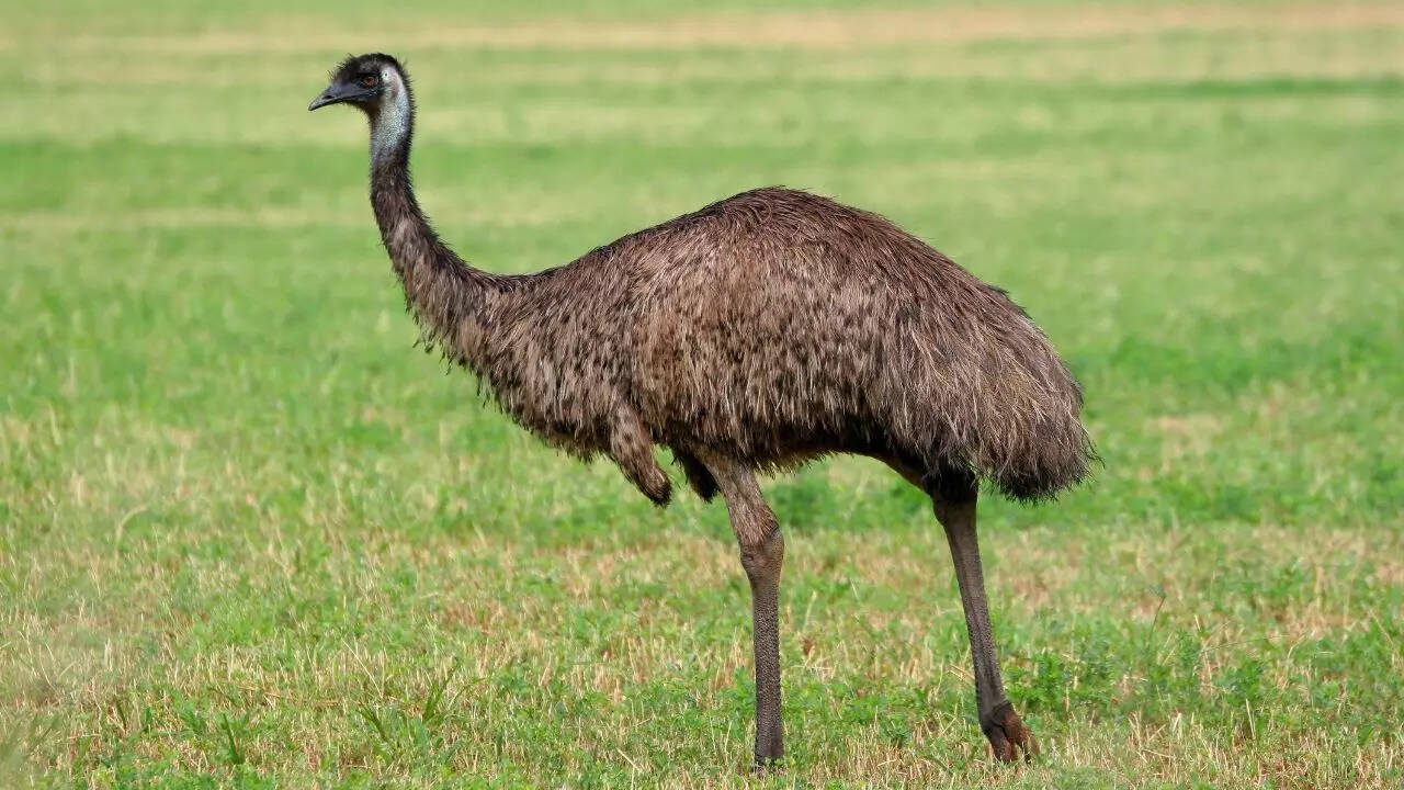 Emus