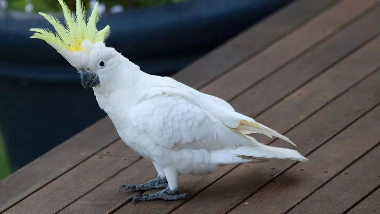 Cockatoos