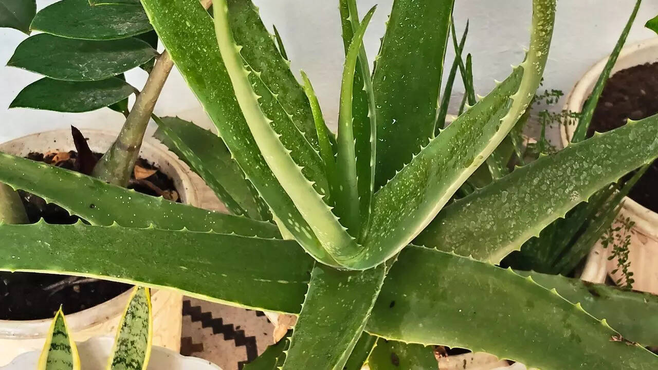Aloe vera