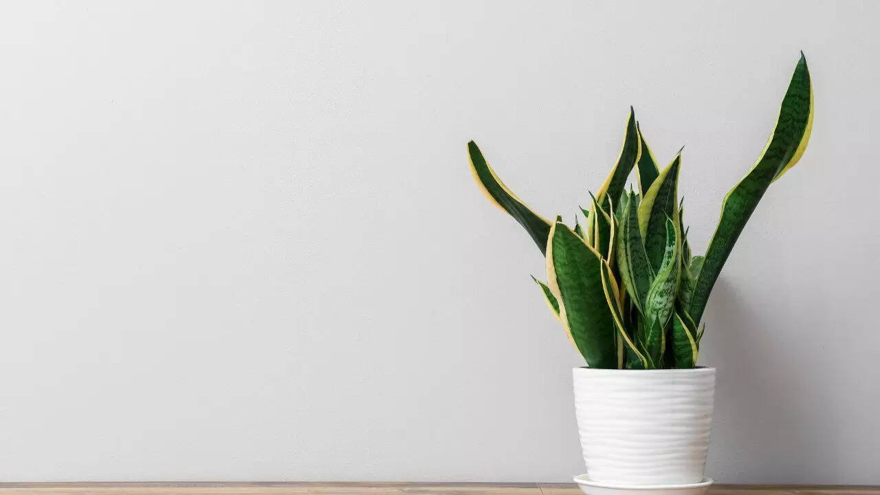 Snake plant
