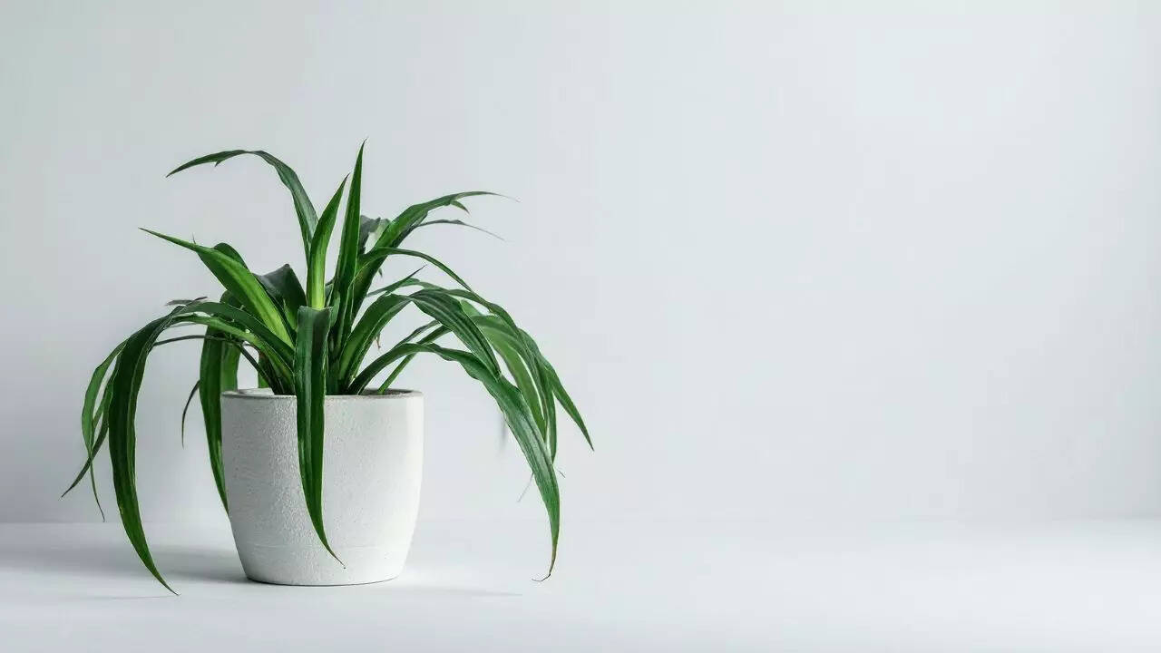 Spider plant
