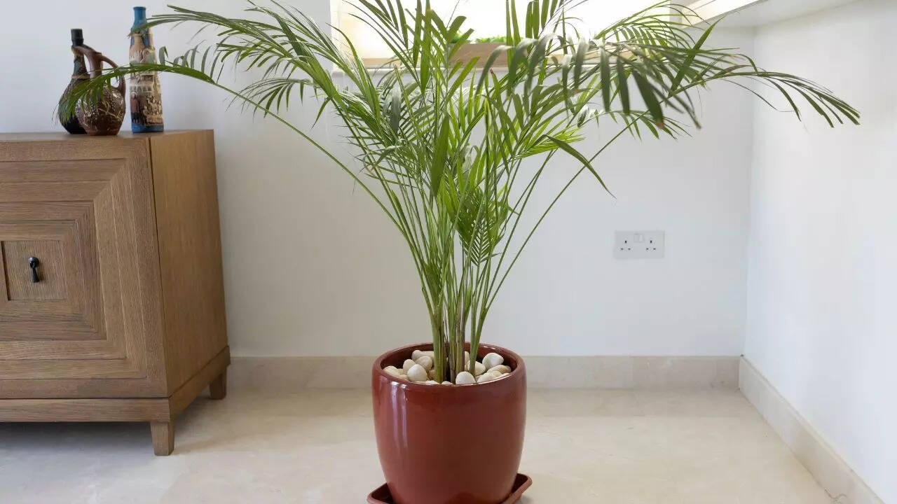 Bamboo palm