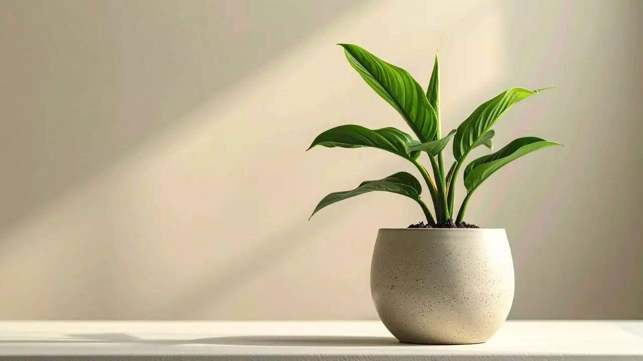 Peace lily