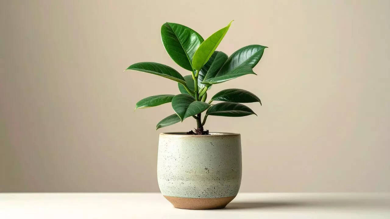 Rubber plant