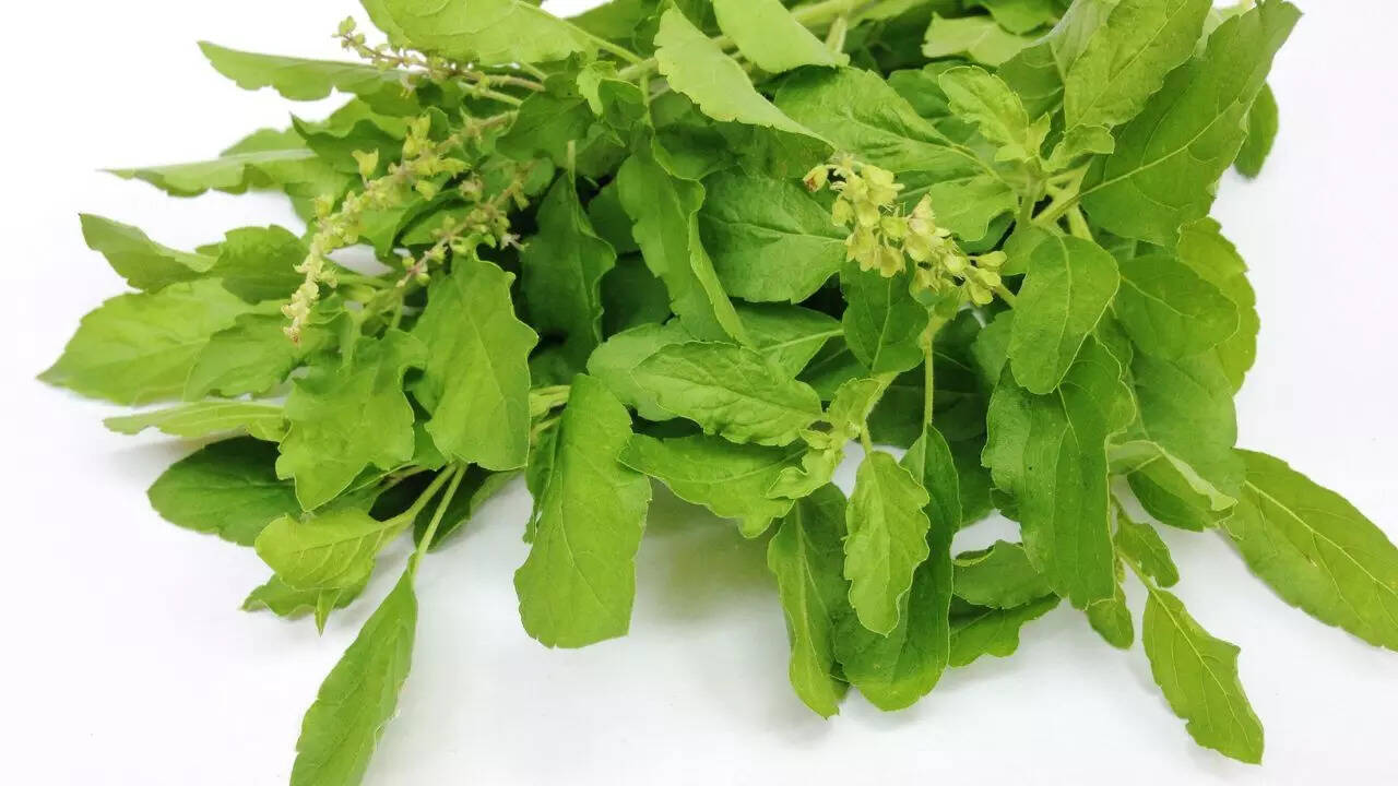 Tulsi