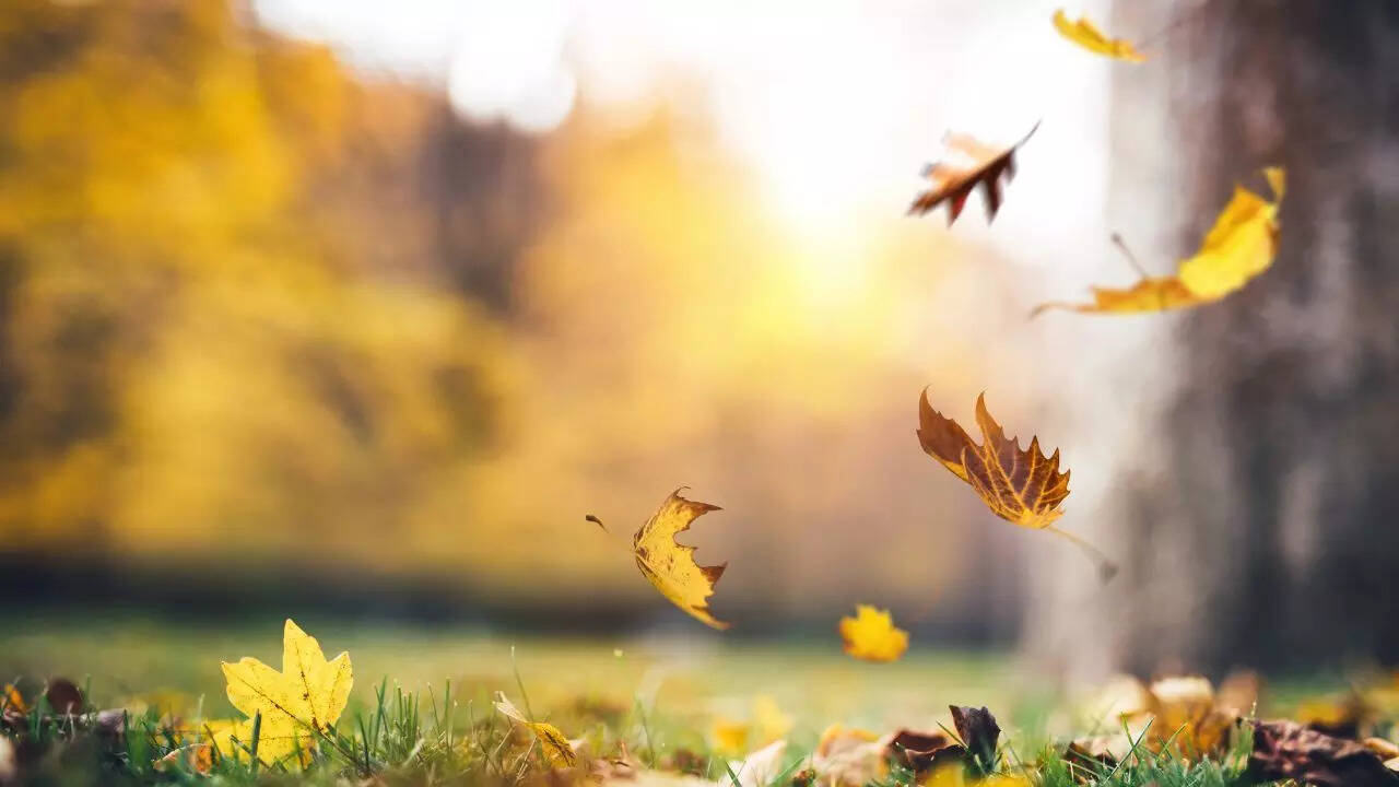 Trees shedding leaves