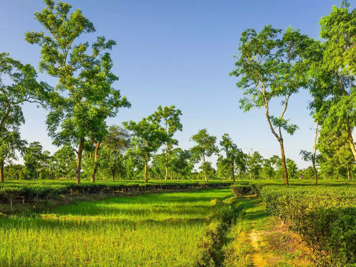 Jorhat