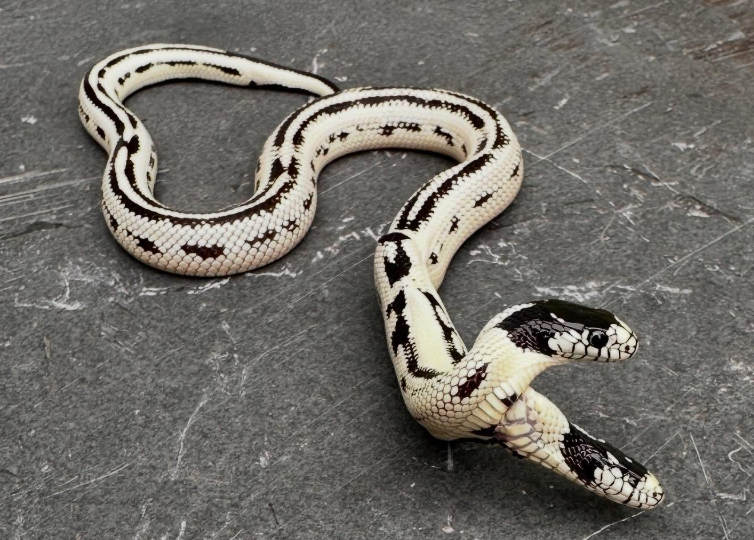 Rare two headed California Snake (Photo: @VivariumBay/ Instagram)