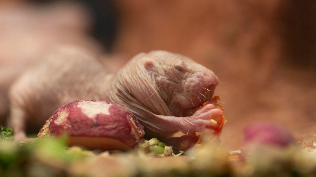 Naked mole-rats