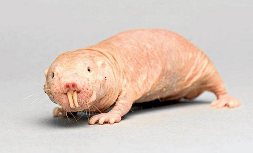 Naked Mole-Rats
