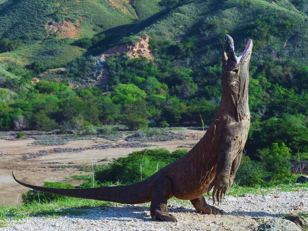 Komodo Biodiversity