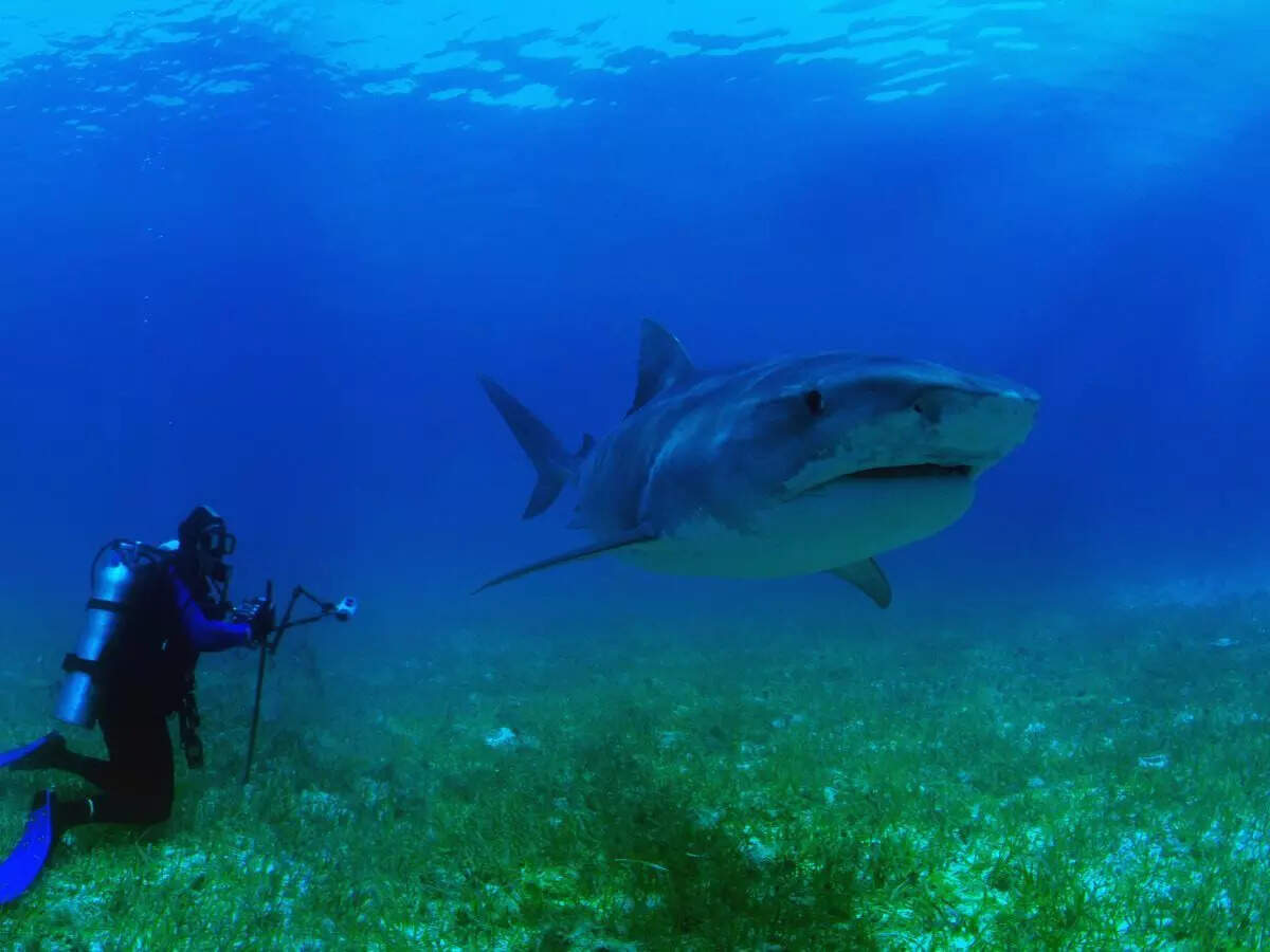 Shark Dive