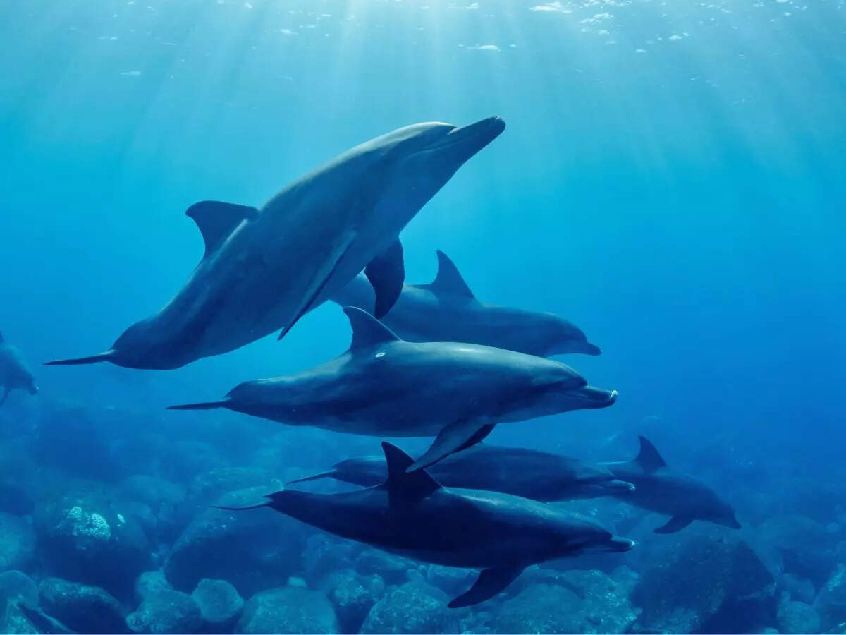 Gangetic Dolphins