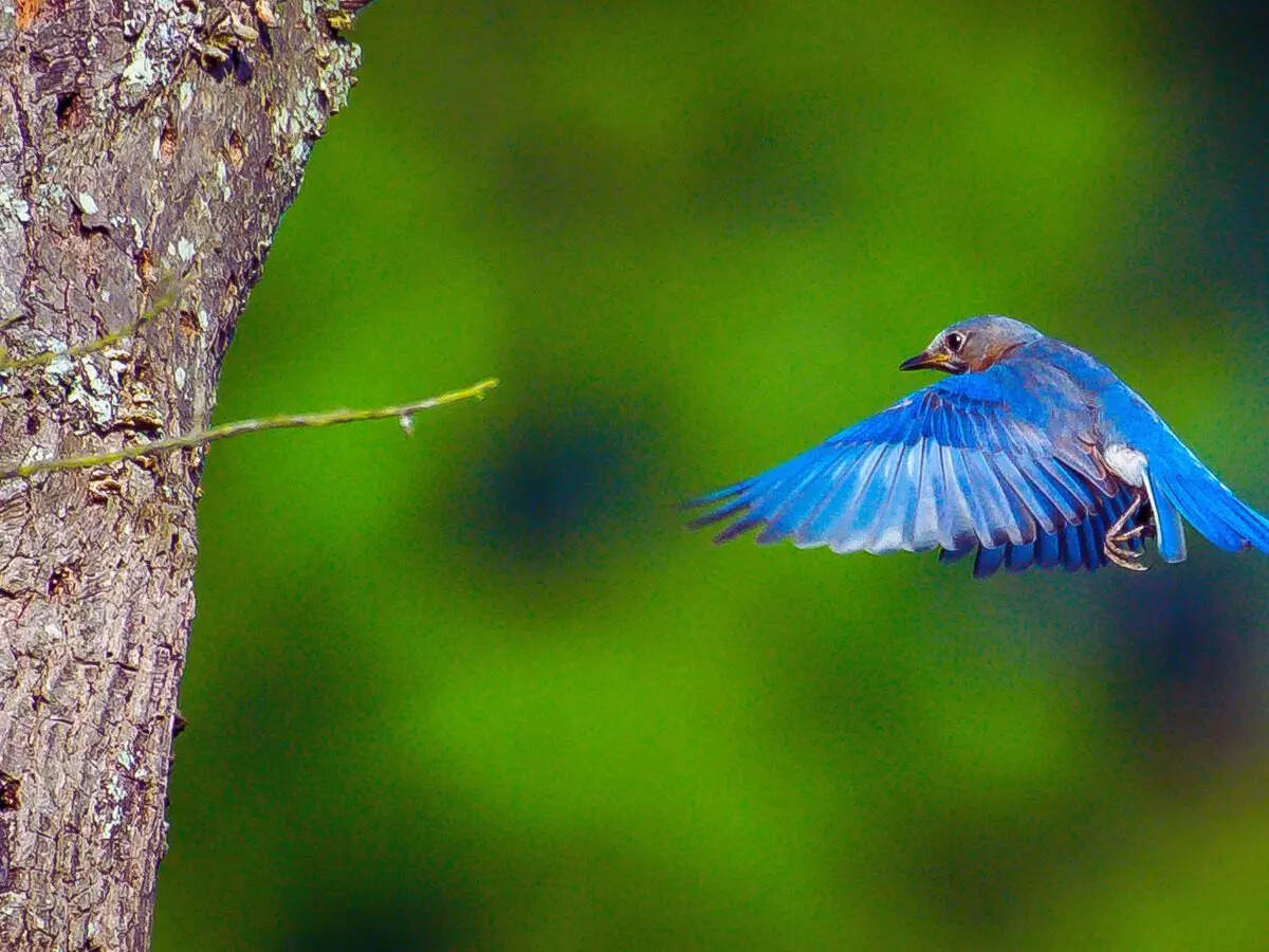 Blue birds