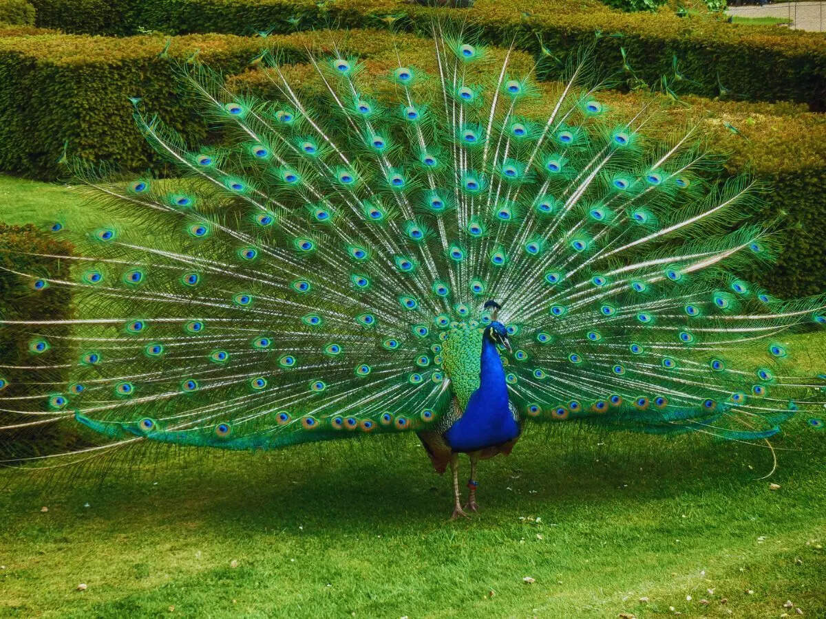 Peacock