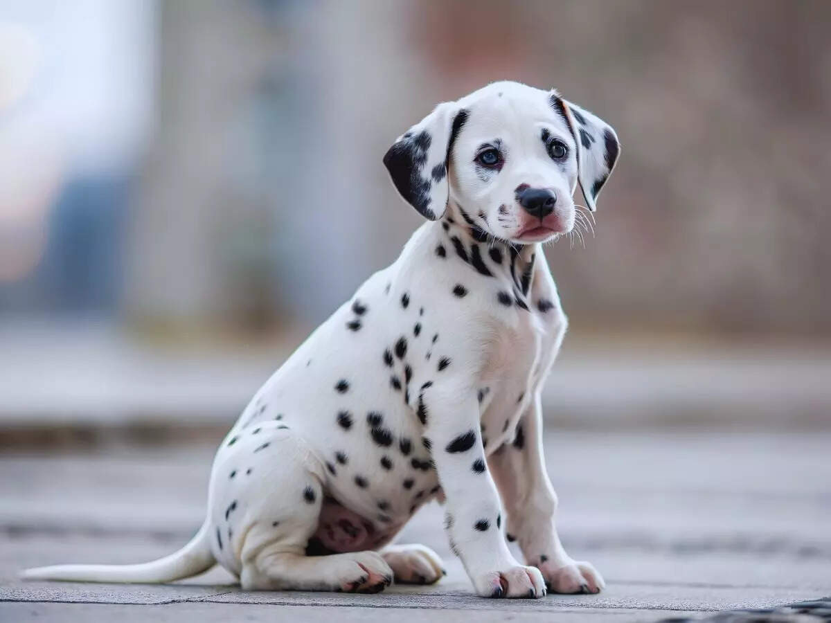 Dalmatian Dog
