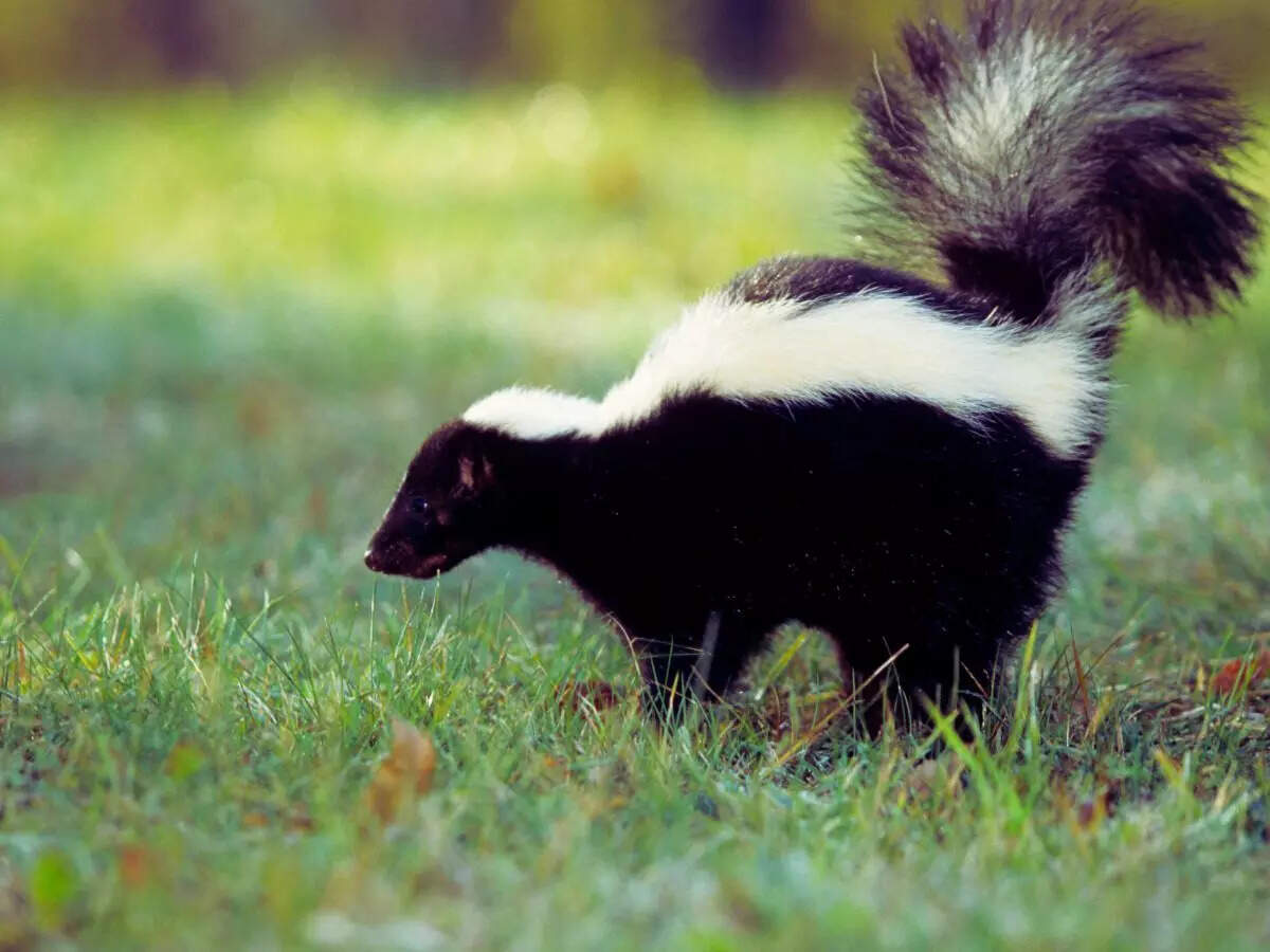Skunk