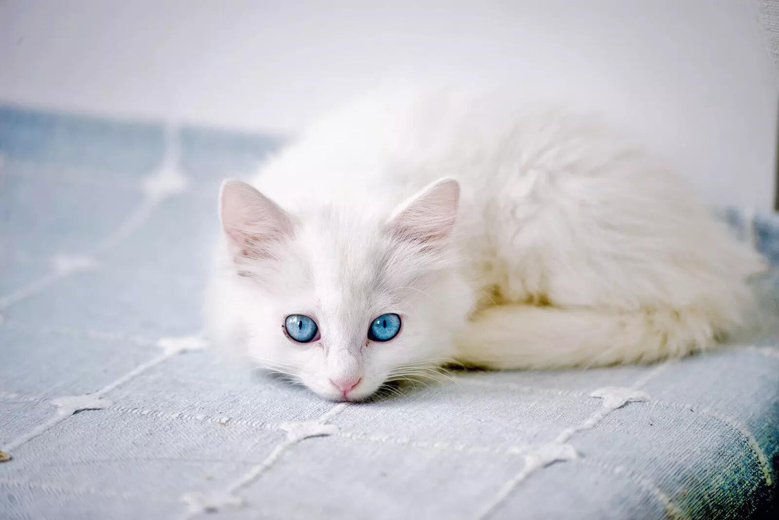 cat-9813484