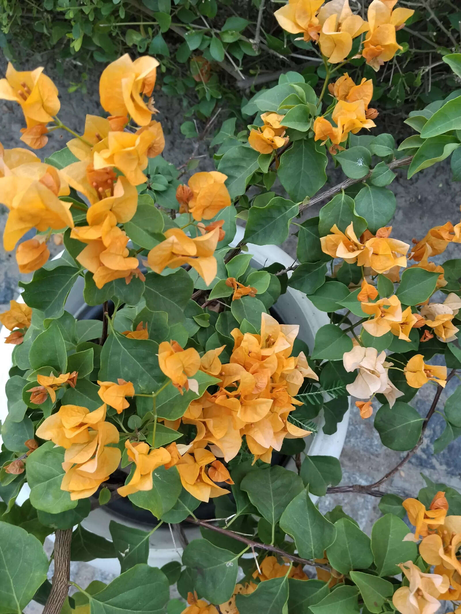 Redmi 15 5G camera sample