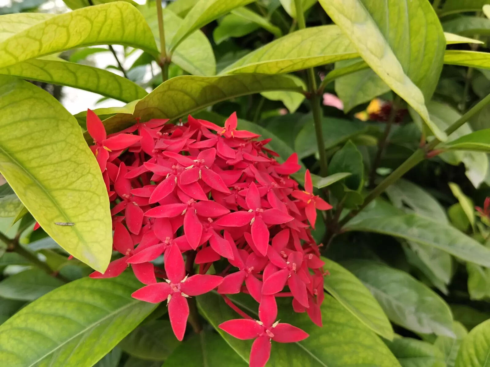 Redmi 15 5G camera sample