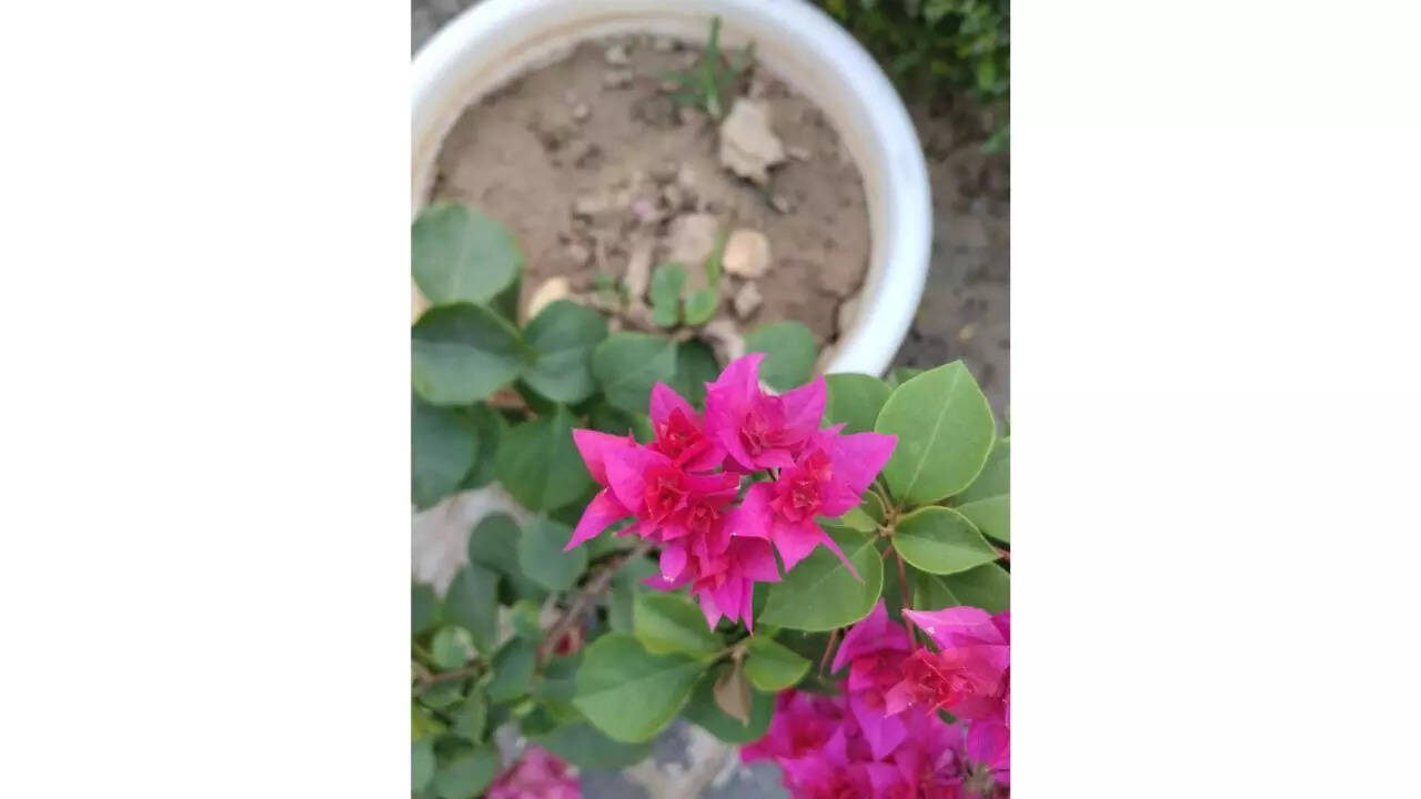 Redmi 15 5G camera sample