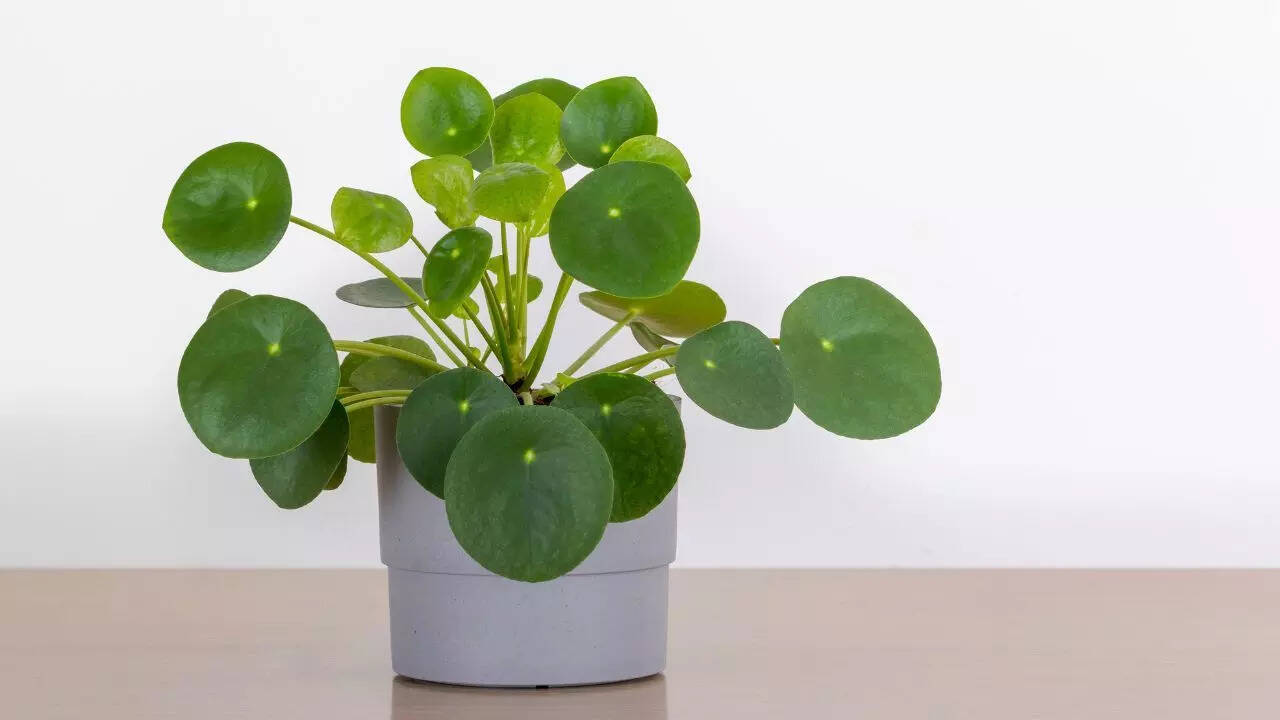 Money plant