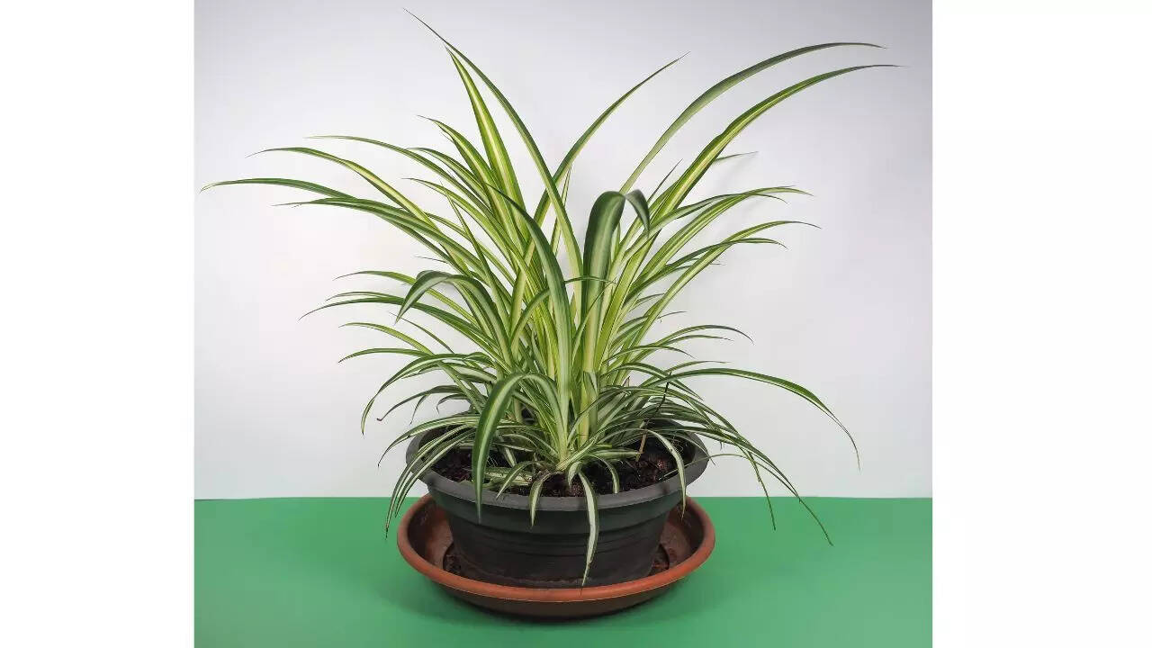 Spider plant