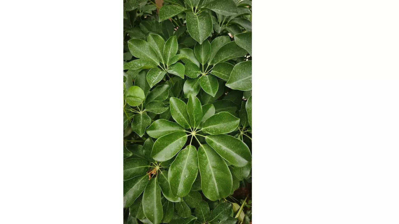 Umbrella plant