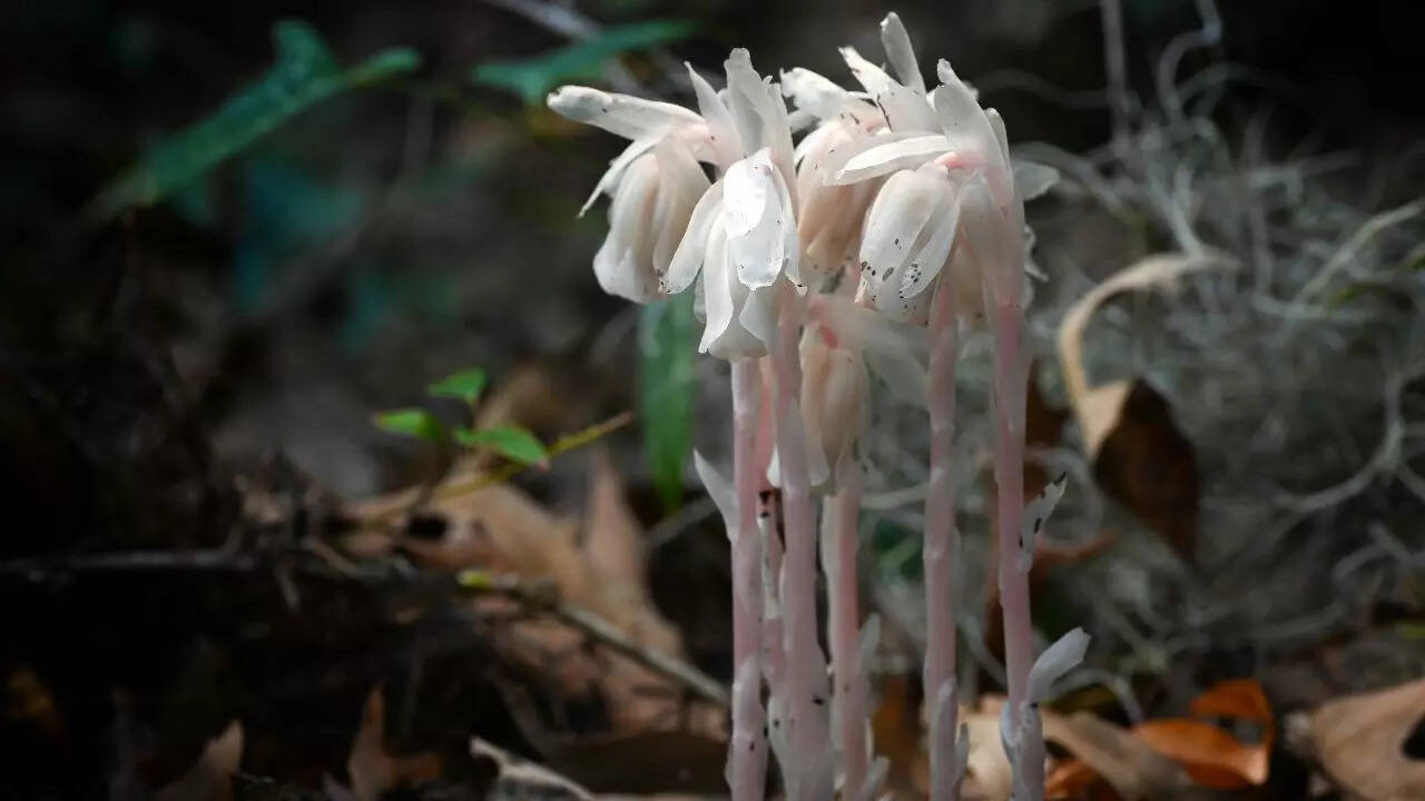 Ghost plant