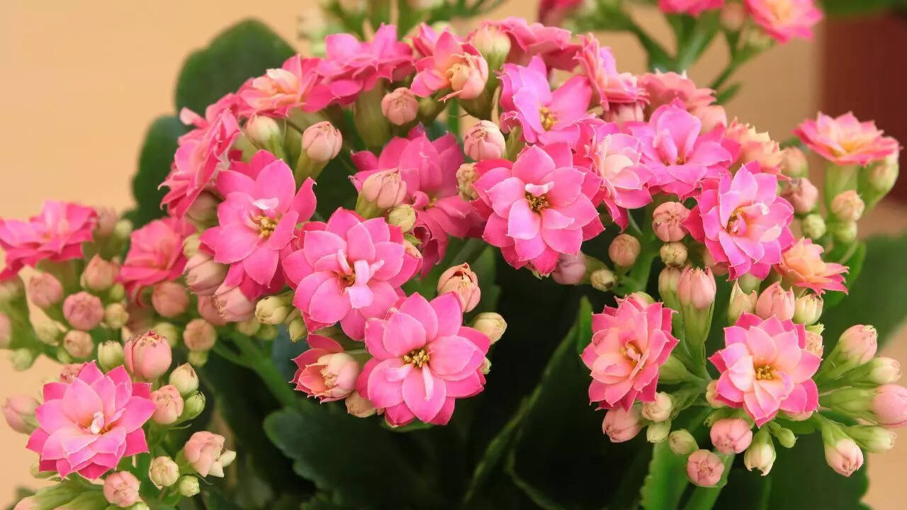 Kalanchoe