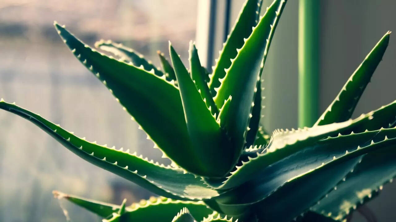 Aloe vera