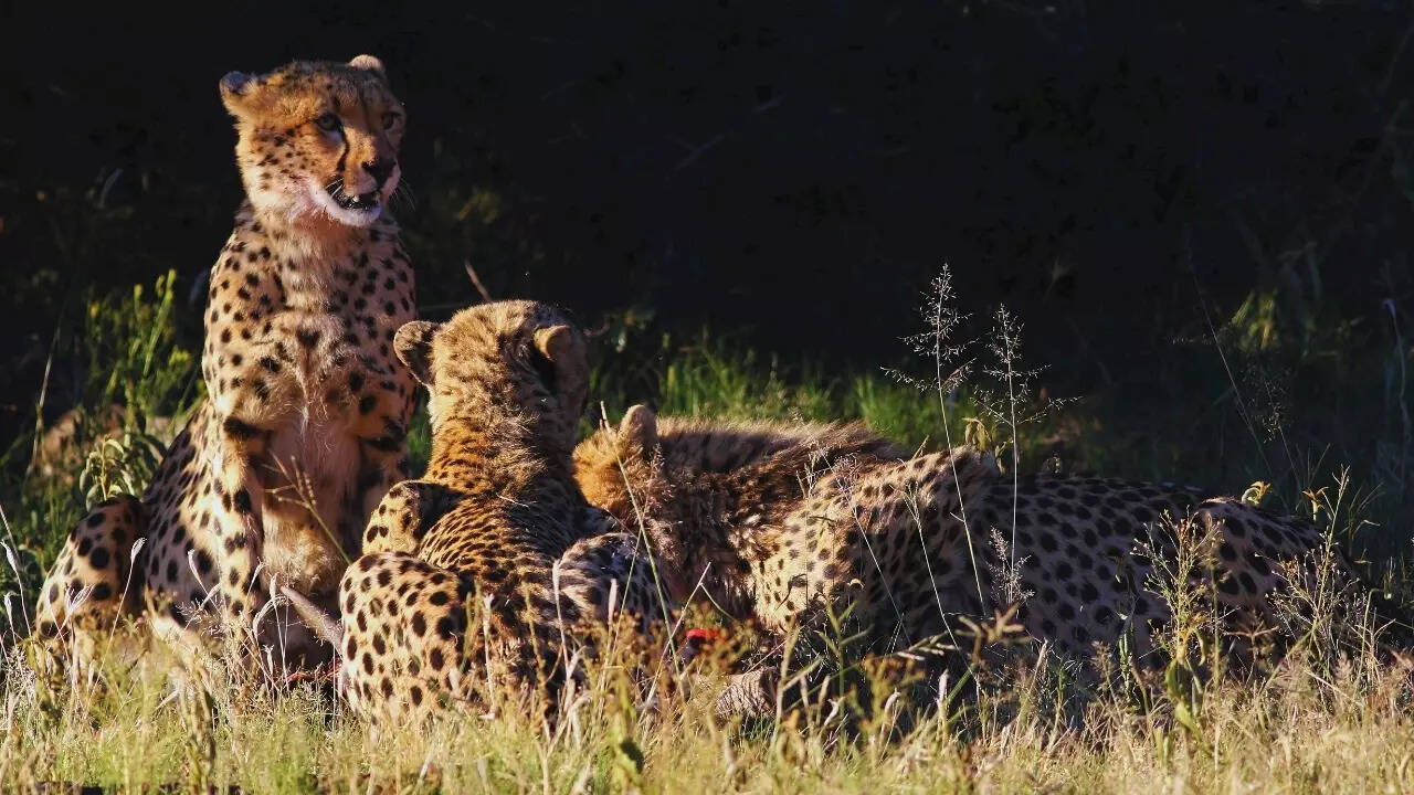 Cheetah cubs