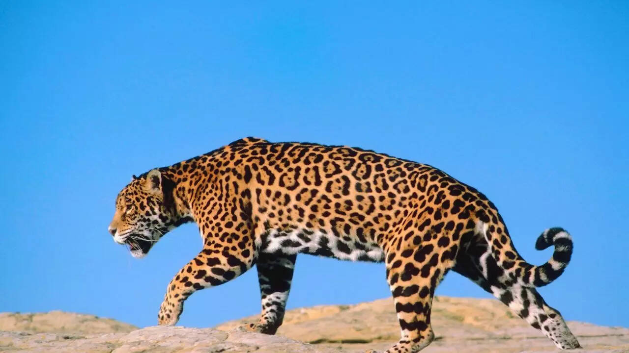 5 jaw-dropping jaguar facts that will leave you speechless