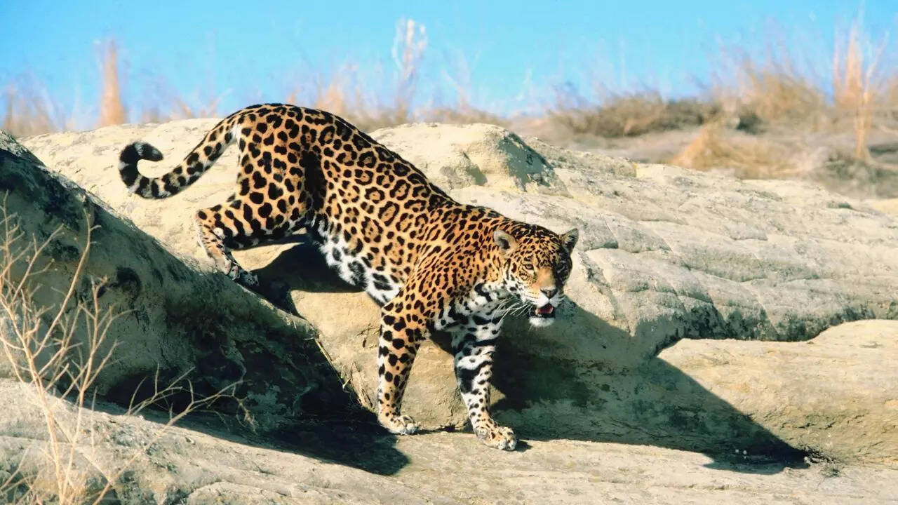 5 jaw-dropping jaguar facts that will leave you speechless