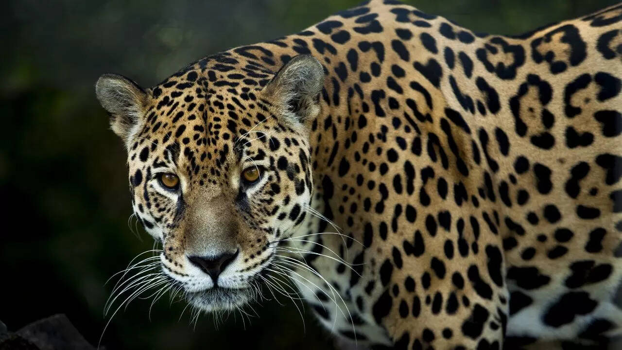 5 jaw-dropping jaguar facts that will leave you speechless