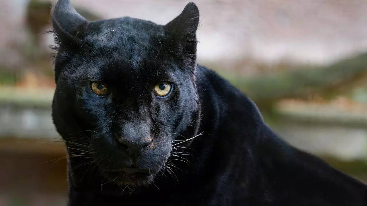 Discover 12 gorgeous black-coloured animals and their fascinating traits