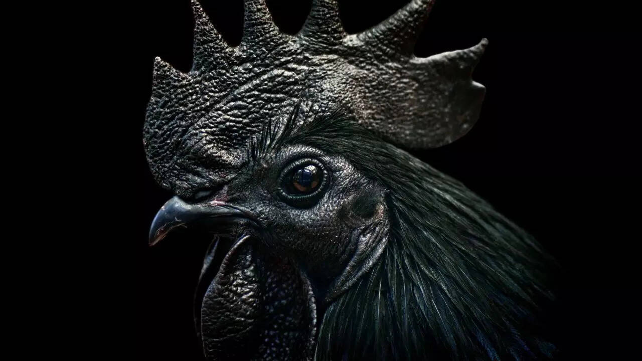 Discover 12 gorgeous black-coloured animals and their fascinating traits
