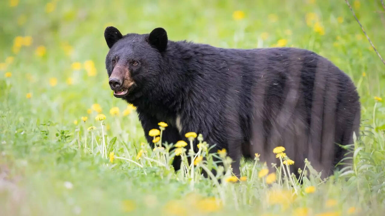 Discover 12 gorgeous black-coloured animals and their fascinating traits