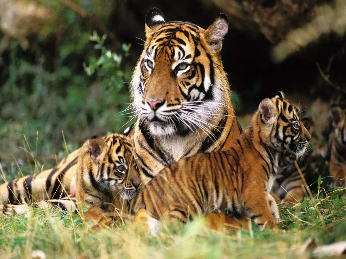 Tigers