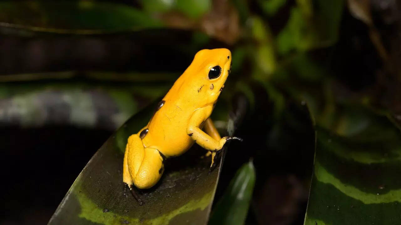 5 of the most beautiful frogs and their surprising secrets