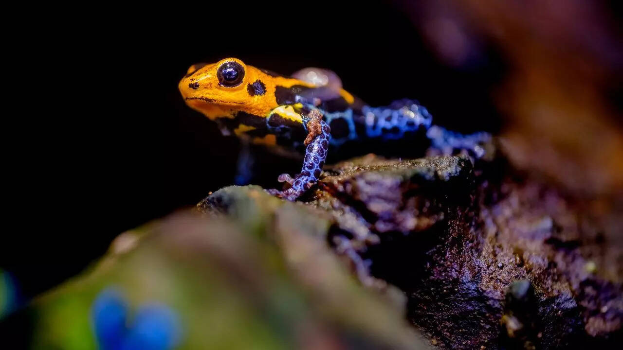5 of the most beautiful frogs and their surprising secrets