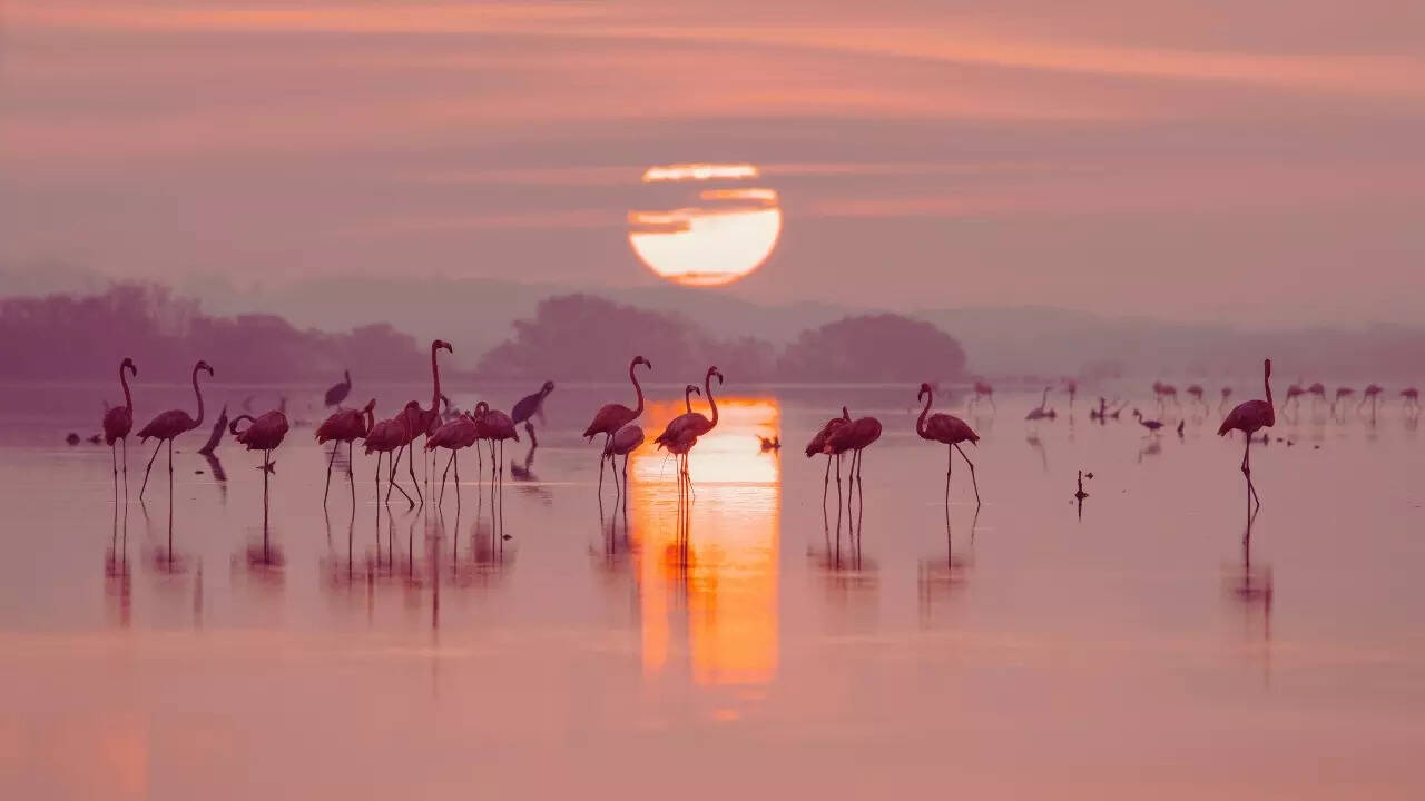 Flamingos