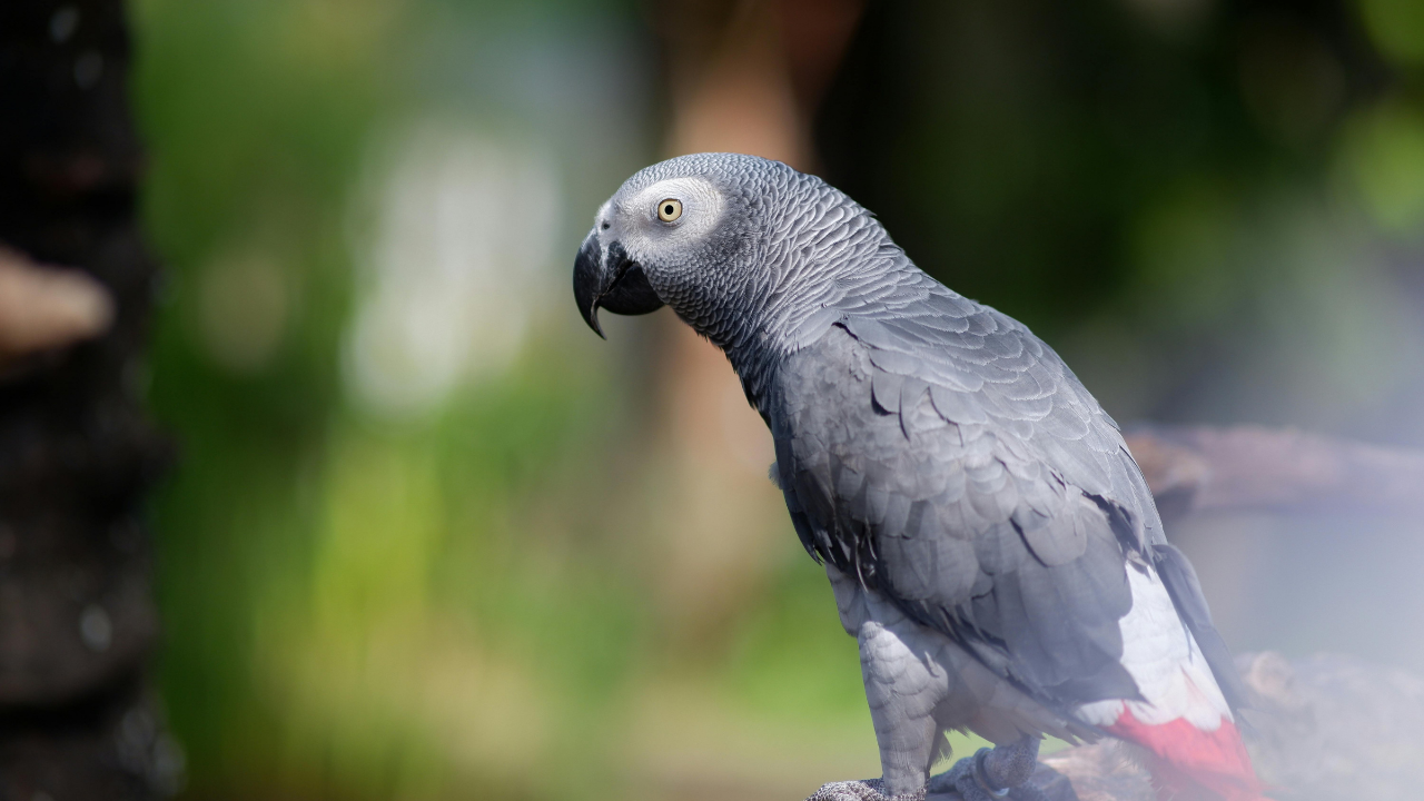 ​African Grey Parrot​--Representative Image