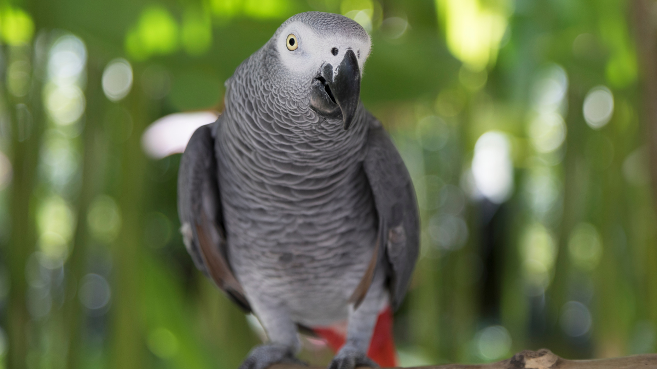 ​African Grey Parrot​--Representative Image