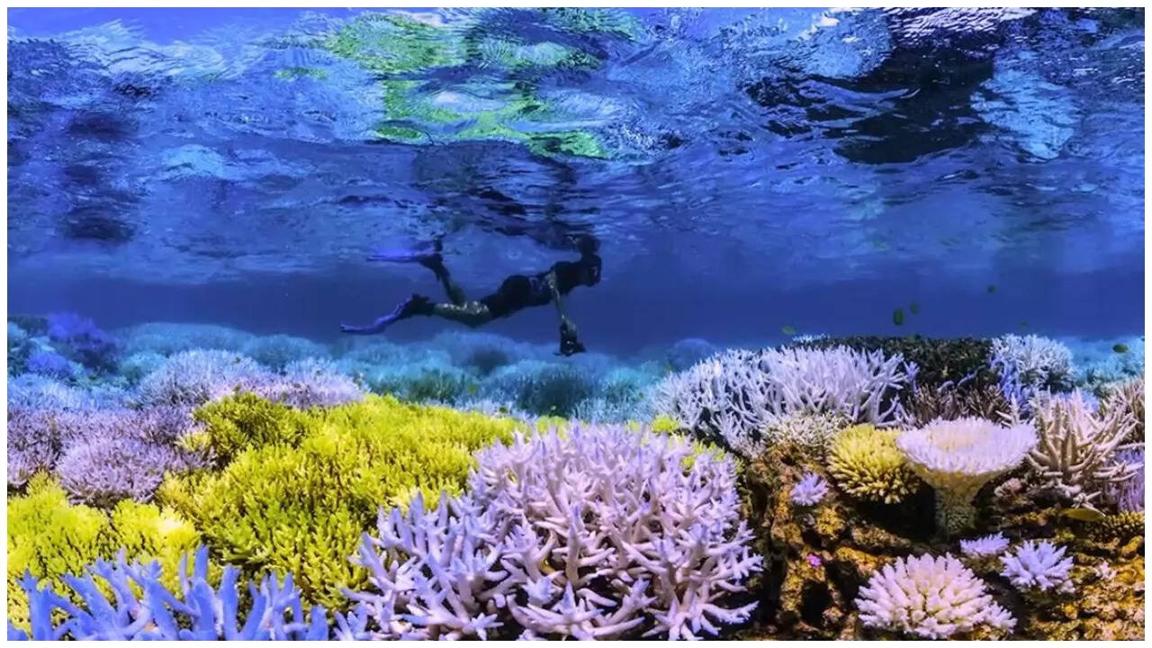 Chasing Corals