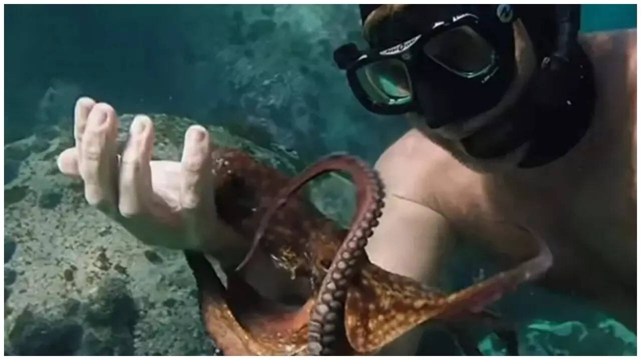 My Teacher Octopus