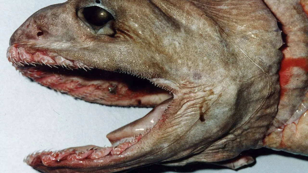 Conservation status of the lizard shark