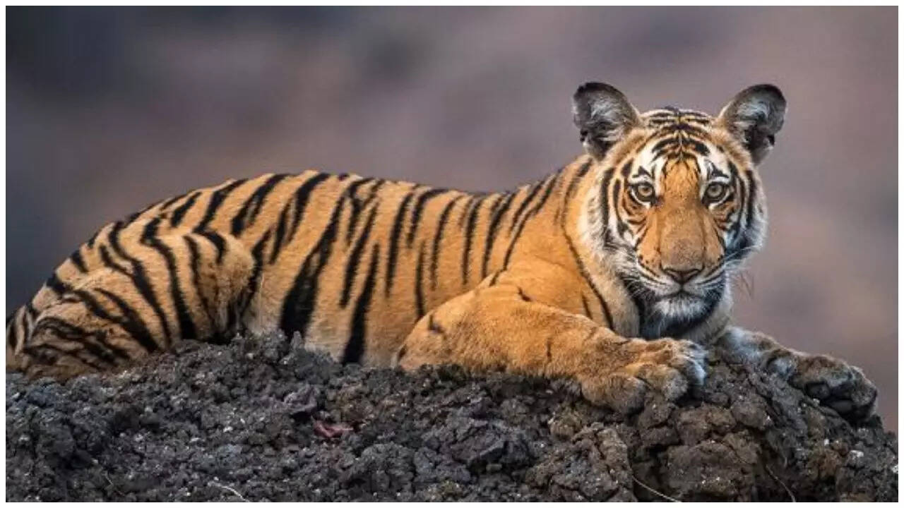 Wild Karnataka