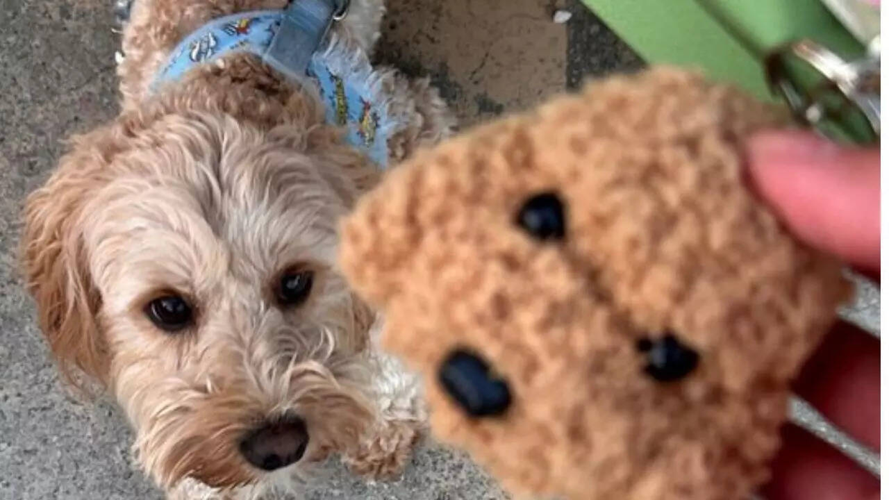 What happens in your dog’s brain when you call its name